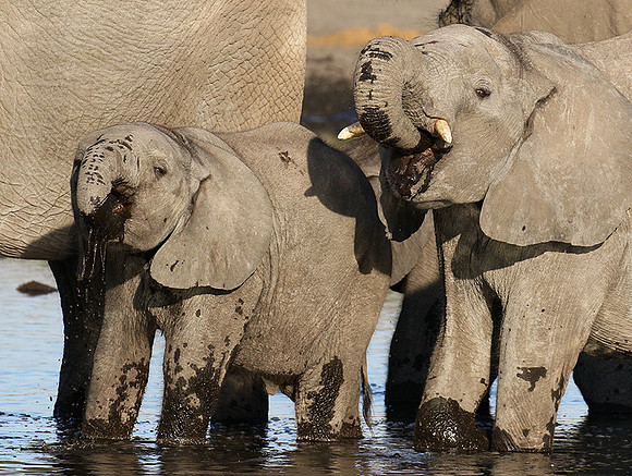 Delta of Okavango
