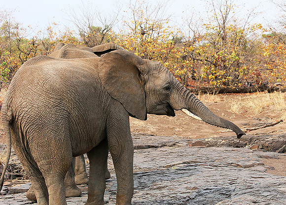 Mashatu game reserve