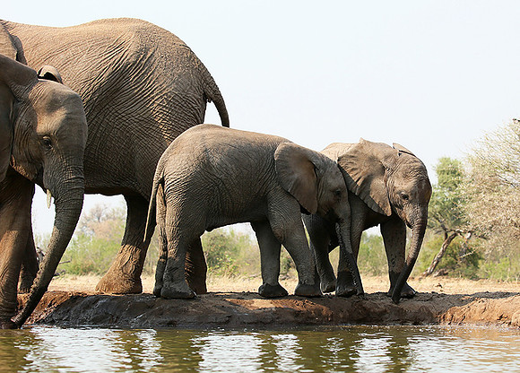 Mashatu game reserve