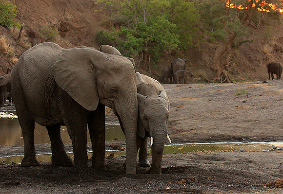 Mashatu game reserve