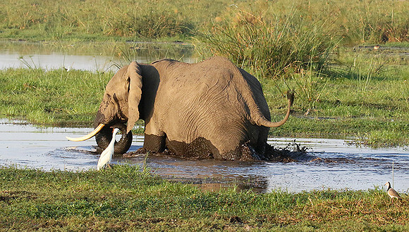 Delta of okavango