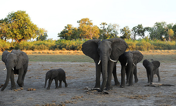 Delta of Okavango - Abu concession