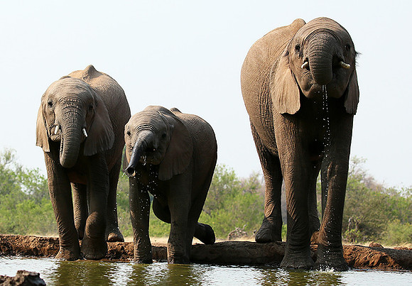 Mashatu game reserve