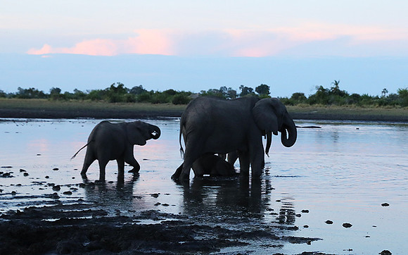 Delta of Okavango
