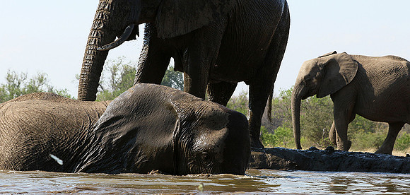 Mashatu : at the waterhole