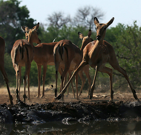 At the waterhole - Mashatu game reserve