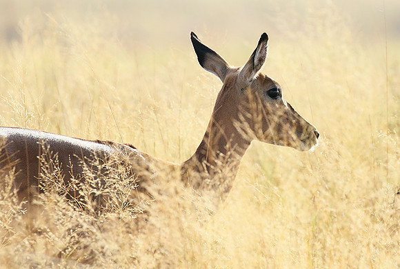 Delta of okavango