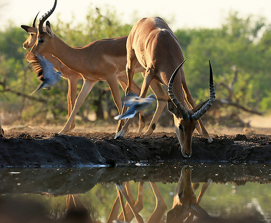 At the waterhole - Mashatu game reserve