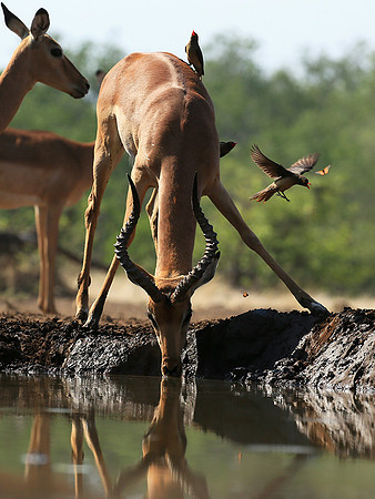 At the waterhole - Mashatu game reserve