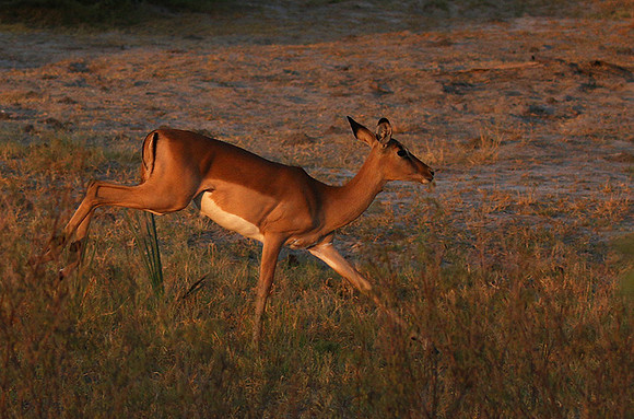 Delta of okavango
