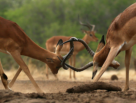 At the waterhole - Mashatu game reserve