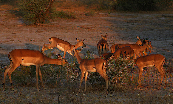 Delta of okavango