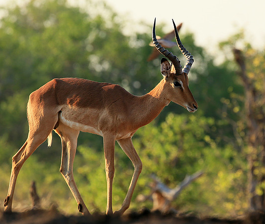 Impalas at the waterhole - Mashatu game reserve