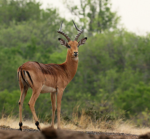 At the waterhole - Mashatu game reserve