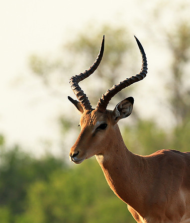 Impalas at the waterhole - Mashatu game reserve