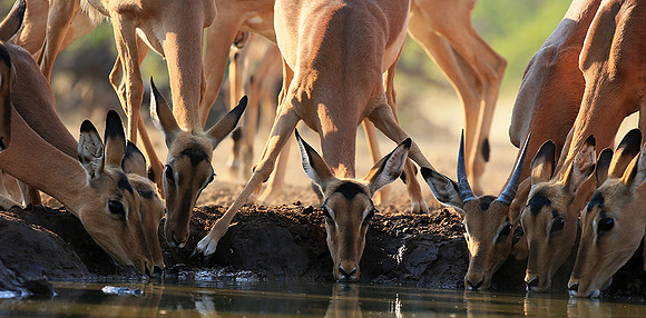 At the waterhole - Mashatu game reserve