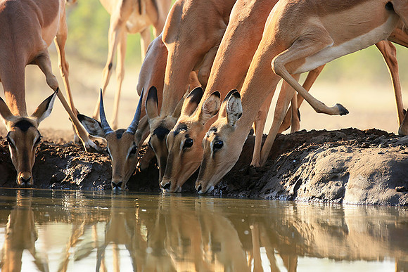 At the waterhole - Mashatu game reserve