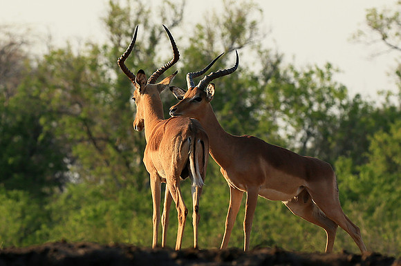 Impalas at the waterhole - Mashatu game reserve