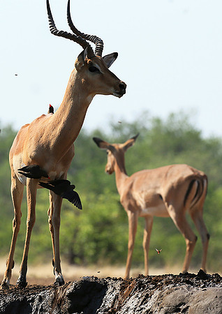 At the waterhole - Mashatu game reserve