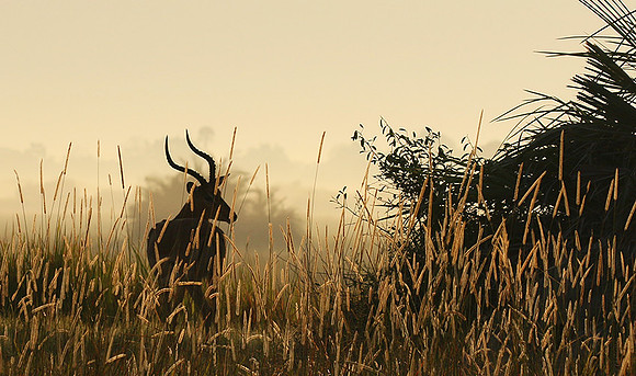 Delta of okavango