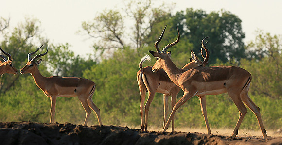 Impalas at the waterhole - Mashatu game reserve