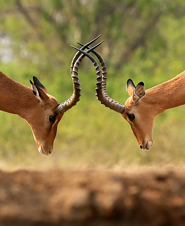 Impalas at the waterhole - Mashatu game reserve