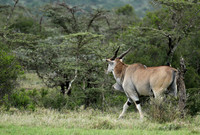 Laikipia