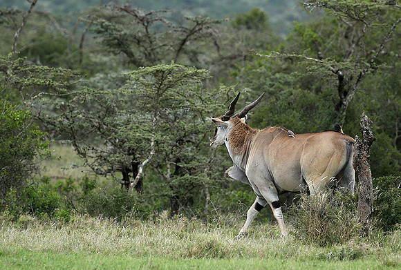 Laikipia