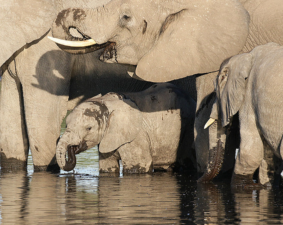 Delta of Okavango