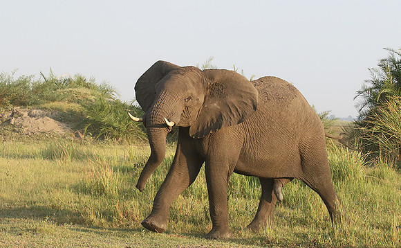 At Duba Plains
