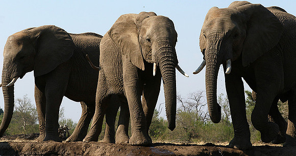Mashatu : at the waterhole