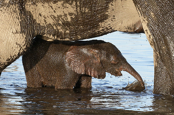 Delta of Okavango