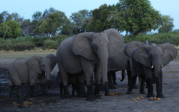 Delta of Okavango