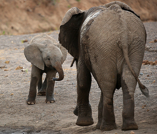 Mashatu game reserve