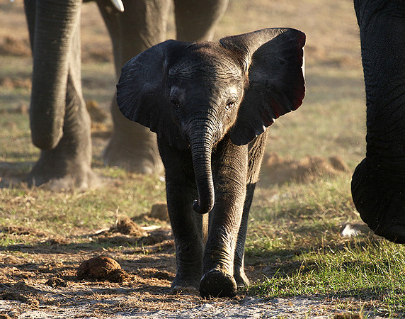 Delta of Okavango