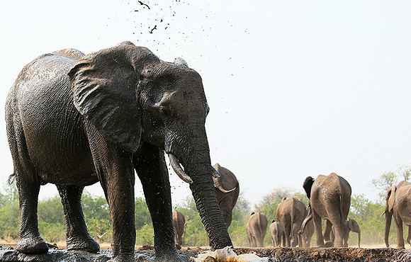 Mashatu game reserve