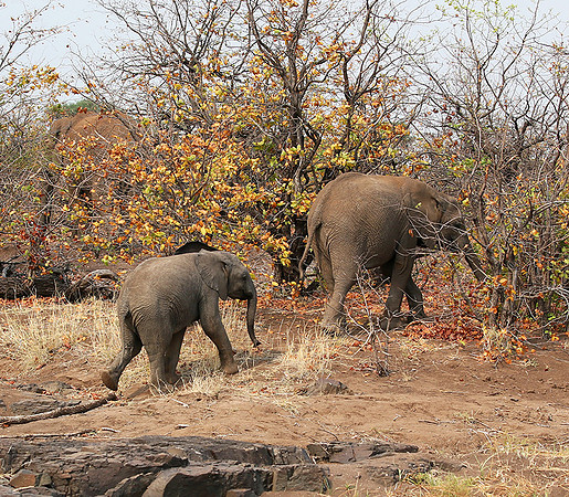 Mashatu game reserve