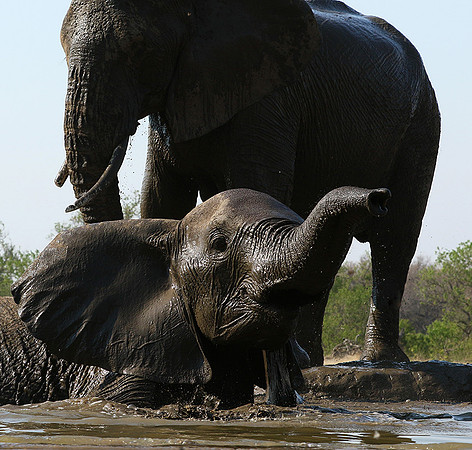 Mashatu : at the waterhole