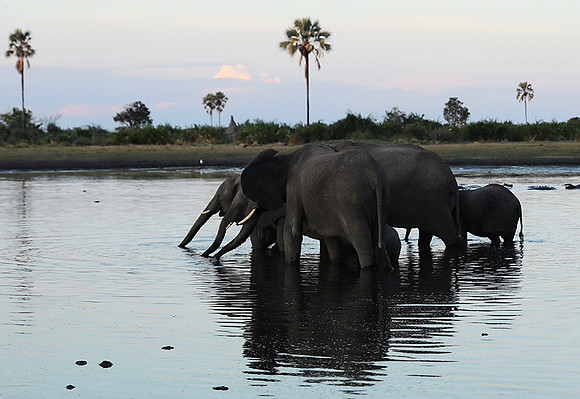 Delta of Okavango