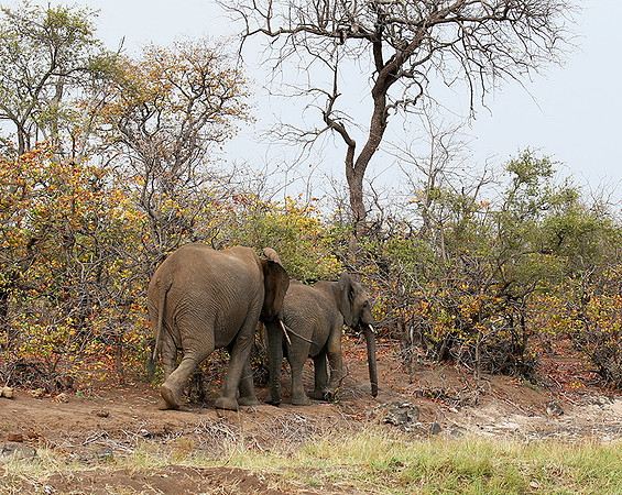 Mashatu game reserve