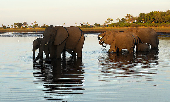Delta of Okavango