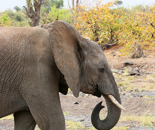 Mashatu game reserve