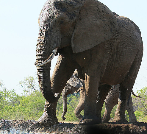 Mashatu game reserve