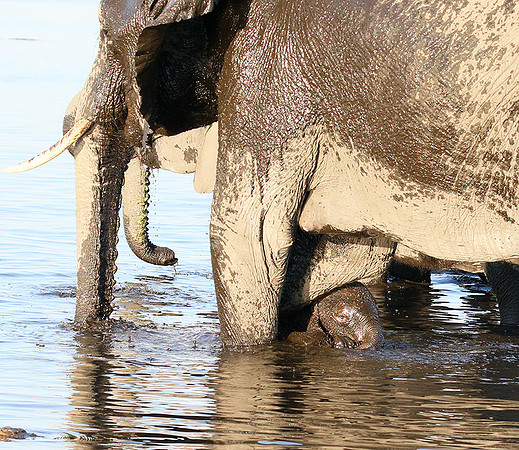 Delta of Okavango (Abu concession)