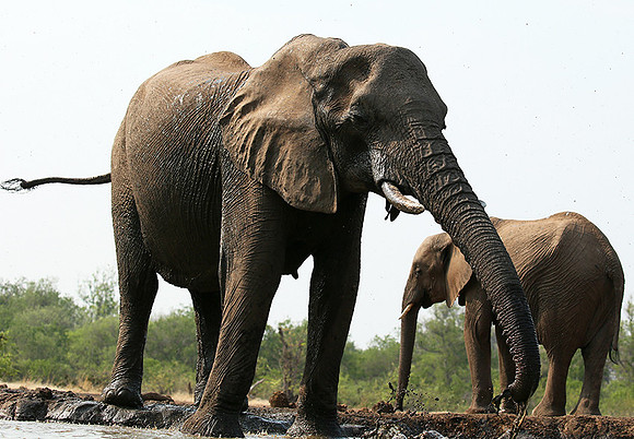 Mashatu game reserve