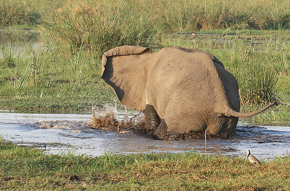 At Duba Plains