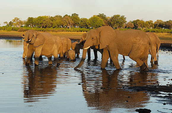 Delta of Okavango