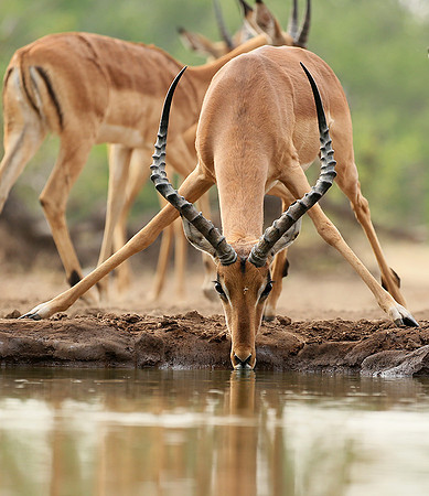 At the waterhole - Mashatu game reserve