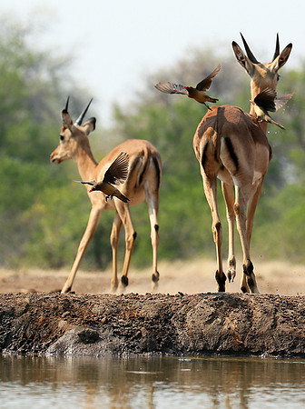 At the waterhole - Mashatu game reserve