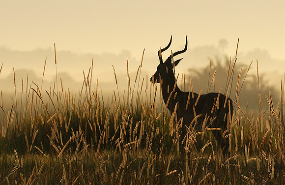 Delta of okavango
